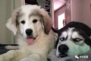 小十狗子当起了吃瓜群众,揭秘娱乐圈风云