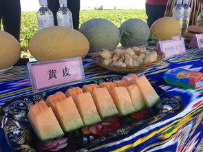 吐鲁番吃瓜群众是谁,瓜乡里的生活百态