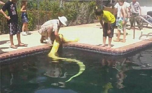 吃瓜群众游泳教练是真的吗